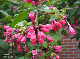 Image result for Cestrum elegans