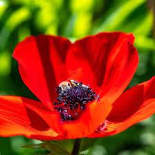 Head Of A Single Red Anemone Flower Close Up On A Blurred Green Background Flower Close Up Red Anemone Anemone Flower