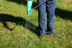 As my channel has grown over the years, and i've gotten more. Fall Weed Control Tips For Better Lawns Year Round