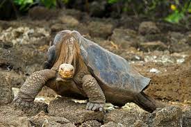 8 Oldest Tortoises In The World Oldest Org