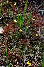 Image result for Utricularia subulata