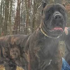 Using performance selection & health screening, our bandogs excel as family companion guardians, sentry dogs, protection dogs, & hog catch dogs. Designer Dog Collar For Bandogge Mastiff Stylish 32 00