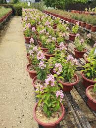 Image result for Ruspolia seticalyx