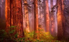 Check spelling or type a new query. Hd Redwood Forest Wallpapers Peakpx