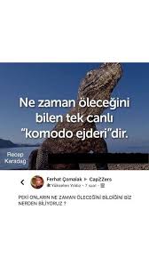 adli kullanicinin instagram post panosundaki pin 2020 komik seyler komik capsler komik internet fenomenleri
