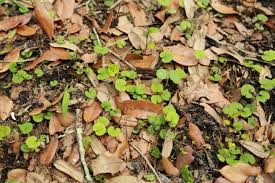 Clay soil plants fertilizer for plants planting in sandy soil planting flowers botanical gardens near me aurora butterfly garden plants florida flowers bee friendly plants. Wild Plant Identification Foraging For Edible Weeds Countryside