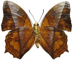 Image result for Leptoderris goetzei