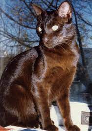 20 Most Affectionate Cat Breeds In The World Brown Cat Havana Brown Cat Rare Cats