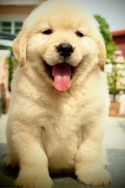 Golden retriever puppies generally weigh between 14 and 16 ozs. Baby Fluffy Golden Retriever Puppies Novocom Top