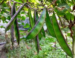 Image result for Lablab