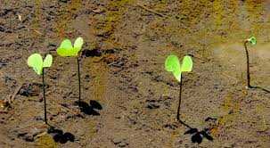 Image result for Marsilea minuta