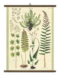 Amazon Com Cavallini Vintage School Chart Ferns Office