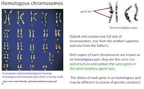 When homologous chromosomes pair together tightly in meiosis i it is called? Https Nanopdf Com Download Chromosomes Churchillcollegebiblio Pdf
