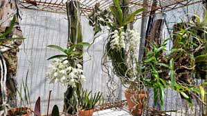 Image result for Mystacidium tanganyikense