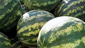 Watermelons are grouped into mini, icebox, picnic, seedless, and yellow/orange varieties. Behind The Watermelon The Ice Box What About Watermelon