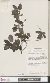 Image result for Malaxis weberbaueriana