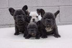 French bulldog puppies for sale. How To Stay Away From Scam Breeders What The Frenchie
