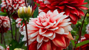 We did not find results for: Dahlias Everything You Need To Know Livingetc