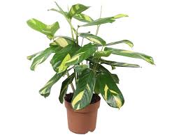 Image result for Ktenante Ctenanthe