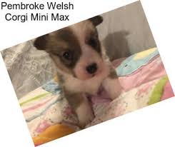We did not find results for: Pembroke Welsh Corgi Puppies For Sale In Oklahoma Agriseek Com