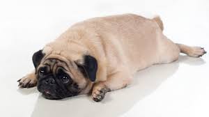 This recipe belongs to the lite & weight management line of products and it is a great option for dogs that need to watch their weight. Raw Feeding Diabetes Mellitus Raaw Pet Food