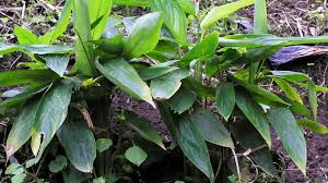 Image result for Maranta arundinacea