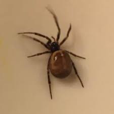 About the brown recluse, black widow occasionally brownish with. Steatoda Grossa False Black Widow Spider Identification Pictures