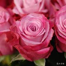satoko watanabeさん rose hananotechou instagram写真と動画 rose flowers plants