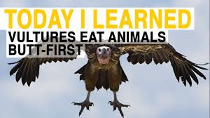 Til Vultures Have To Eat Animals Butt First Today I Learned Youtube
