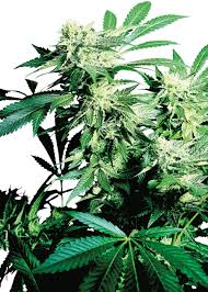) and have some of the lowest prices i could find, too. Sensi Seeds Breeder Seed Bank Info Growdiaries