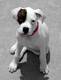 Black And White Boxer Dog Porkchop Boxer Dogs Boxer Dogs Funny Dog Corner