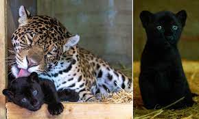 Adorable Rare Female Black Jaguar Cub Is Born At A Big Cat Sanctuary In Kent Daily Mail Online