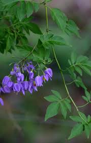 Image result for Solanum seaforthianum