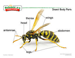 Learn more about the composition, form, and physical adaptations of the human body. Preschool Insect Body Parts Diagram Vtwctr