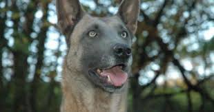 Black And White Spotted Dog With Blue Eyes Pin By Becky Rice On Unusual Colors And Coats In Dogs Dog Breeds Belgian Malinois Best Dogs