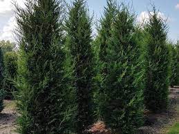 Super angebote für leyland cypress hier im preisvergleich. Nehany Jo Tanacs Ha Nem Tudsz Lemondani A Leylandi Ciprusrol Kertlap Kerteszeti Magazin Kerteszeti Tanfolyamok