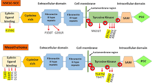 mesothelioma can be further characterized by cell type. Epha2 Mutations With Oncogenic Characteristics In Squamous Cell Lung Cancer And Malignant Pleural Mesothelioma Oncogenesis