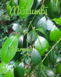 Image result for Suregada procera