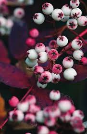 Check spelling or type a new query. Plants With Berries Top Trees Shrubs With Colorful Berries Garden Design