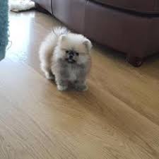 Pomeranian Trabzon Fiyatlari Ikinci El Sifir Kiralik Ilanlar