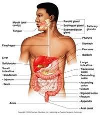 Label the following diagram with the following terms: Chapter 14 Digestive System Review Quizizz