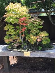 Gsbf bonsai garden at lake merritt. Lake Merritt S Bonsai Garden Under Renovation
