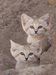 ‪Sand cat kittens male and female ‎صغار القط الرملي ‎كانت لقطة شبه مستحيله  ولكن المثل يقول إذا جاتك الفرصه لاتفوتوها #walidlife #deart #sony #natal  #naturephotography #natura #bbcwildlifepotd #plants #world #cat #lion  #photographer #‬‏