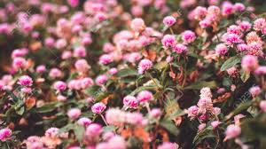Here are four flowers that grow on tree trunks, completing the unpredictable show of nature. Beautiful Pink Flower Field Autumn Tree Photography Background Stock Photo Picture And Royalty Free Image Image 138089349