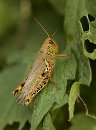 Maybe you would like to learn more about one of these? Get Rid Of Grasshoppers In Your Garden Better Homes Gardens