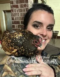 Basset hounds enjoying sunbathing with their bellies exposed