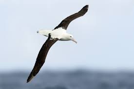 Northern royal albatross - Wikipedia