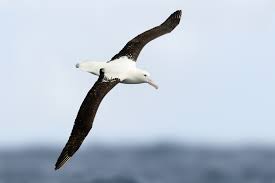 Northern royal albatross in flight, new zealand. Northern Royal Albatross Wikipedia