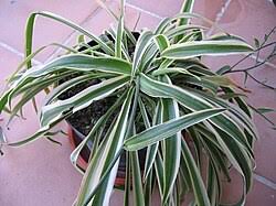 Image result for Chlorophytum sparsiflorum