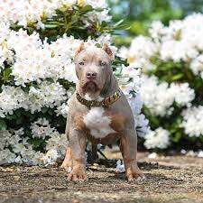The blue nose pitbull is a terrier, and like all terriers, was bred to hunt small game and kill vermin. Huge Pitbull Puppies For Sale Blue Nose Pitbulls Merle Tri Lilac Chocolate Black White Color P Pitbull Puppies For Sale Pitbull Puppies White Pitbull Puppies